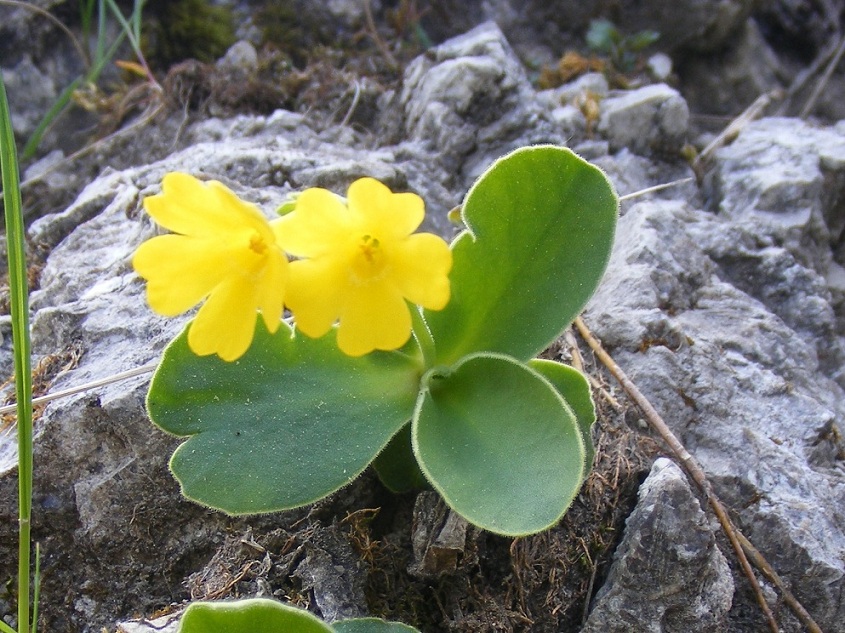 Strani peli nell''orecchio dell''orso - Primula auricula